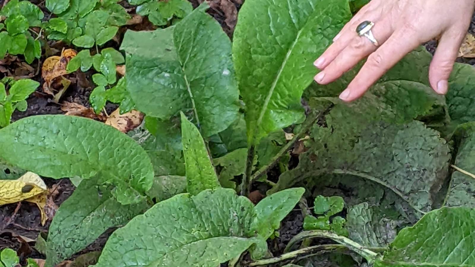October Urban Herbology Foraging in Amsterdam