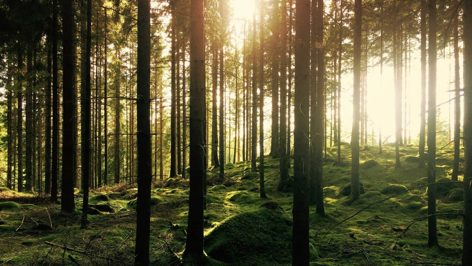 Slow reading & Contemplation (ENG-FR)