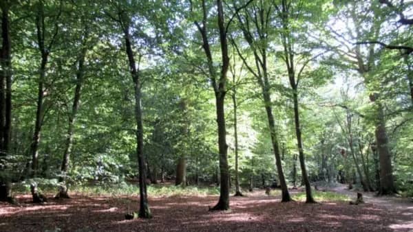 NEW GREEN £5 WALK- SECRET NORTH LONDON WOODS