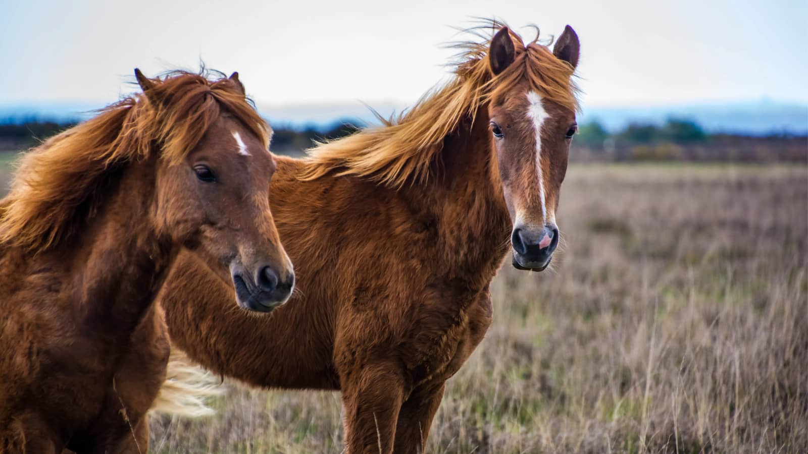 🐴 Ponies of the New Forest National Park Day Hike