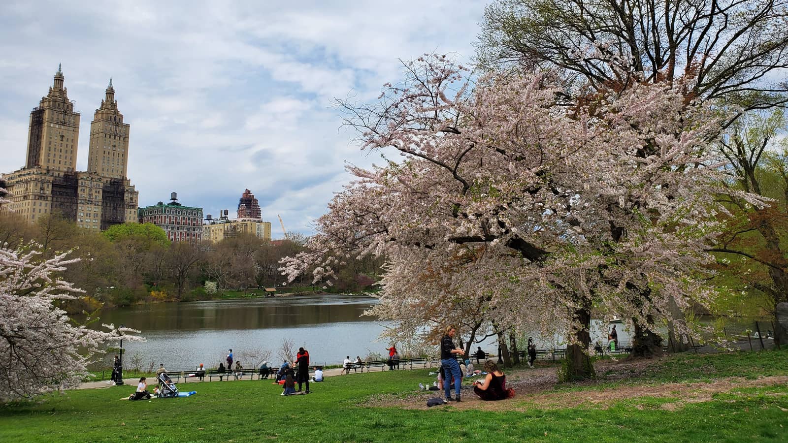 Picnic in Central Park NYC 🍒🌸🌳