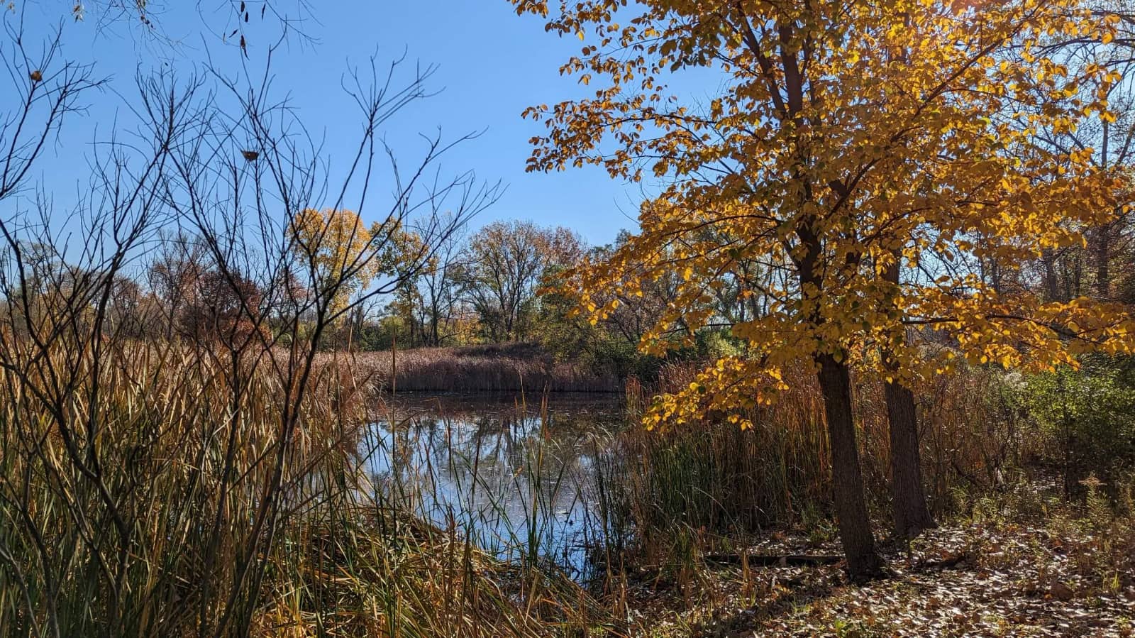 Early Voting and Slow Walk at North Park Village Nature Center