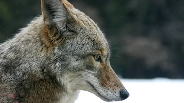 Coyote Awareness - Hybrid Program