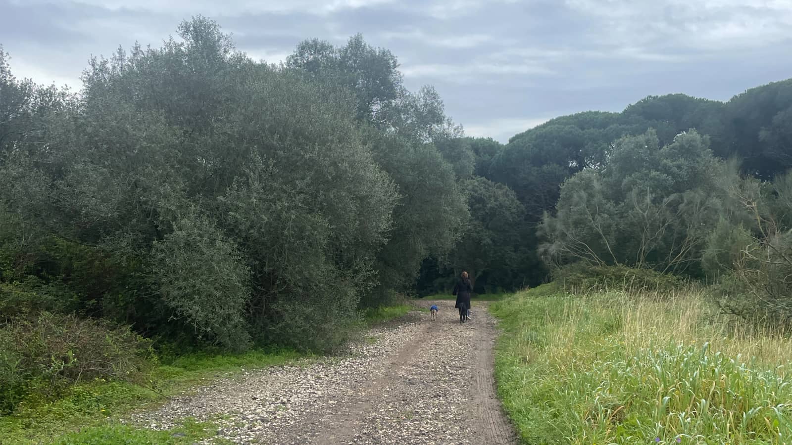 Morning walk #64: Ajuda to Monsanto