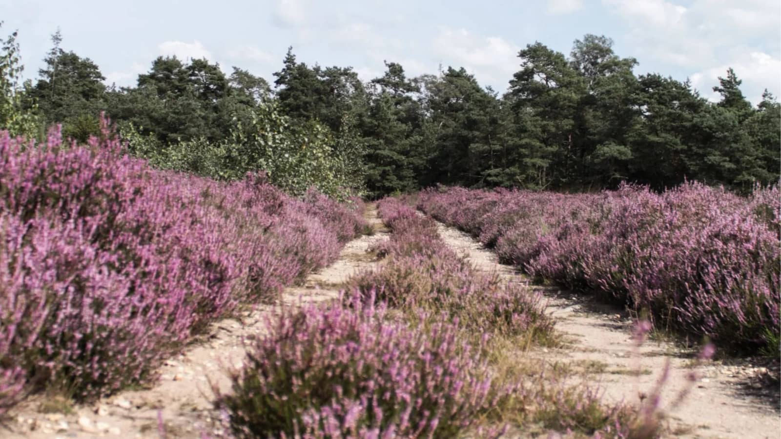 Heath Blossom Hike: Treuenbrietzen to Luckenwalde (27 km)