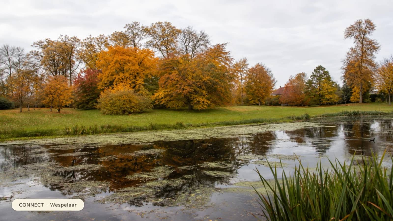 Arboretum Wespelaar in Autumn 🍂