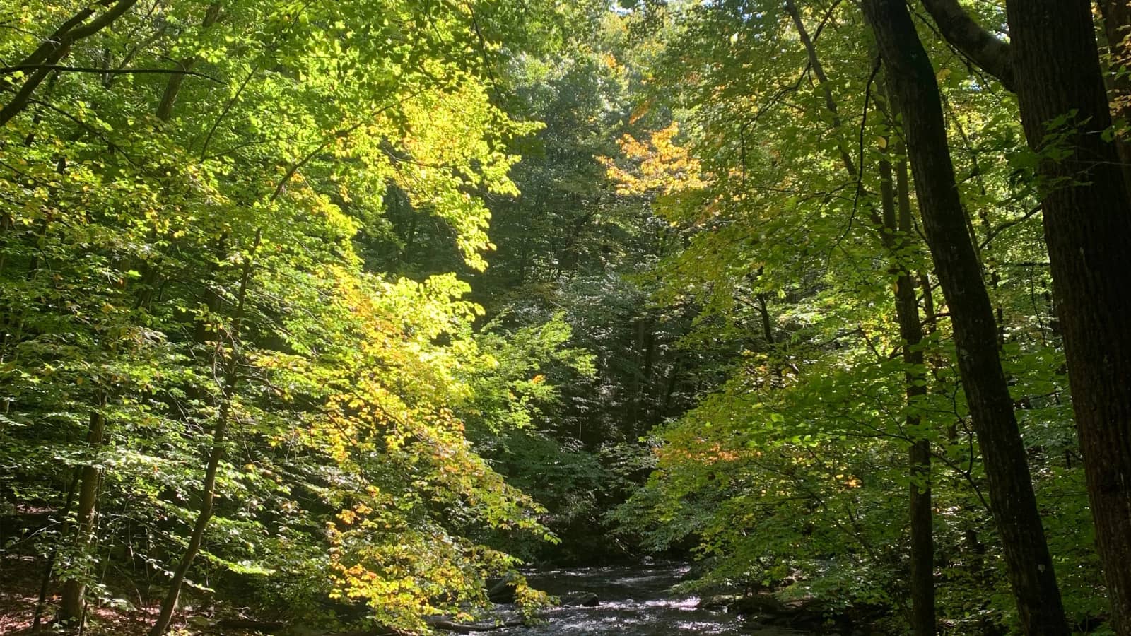Wissahickon Valley Park - North Side