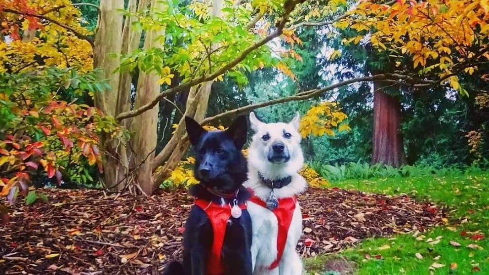 Early Saturday Walk - Washington Park Arboretum