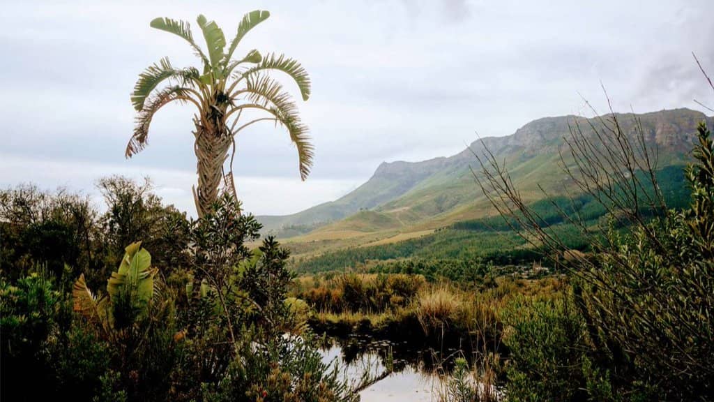 Assegaaibosch Nature Reserve, Stellenbosch