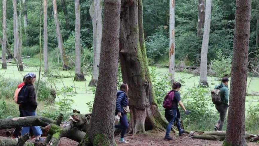 Fairytale Forest: Hike through the Mystical Landscape of Briesetal