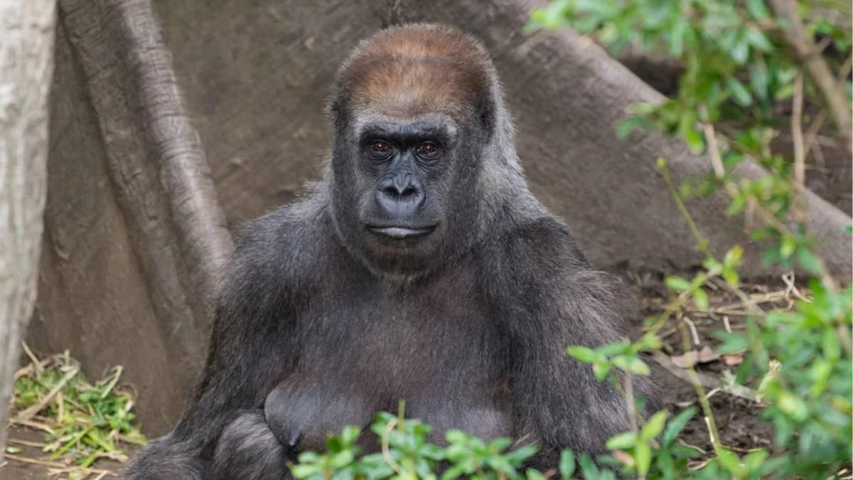 A Visit to the Bronx Zoo ππ¦π