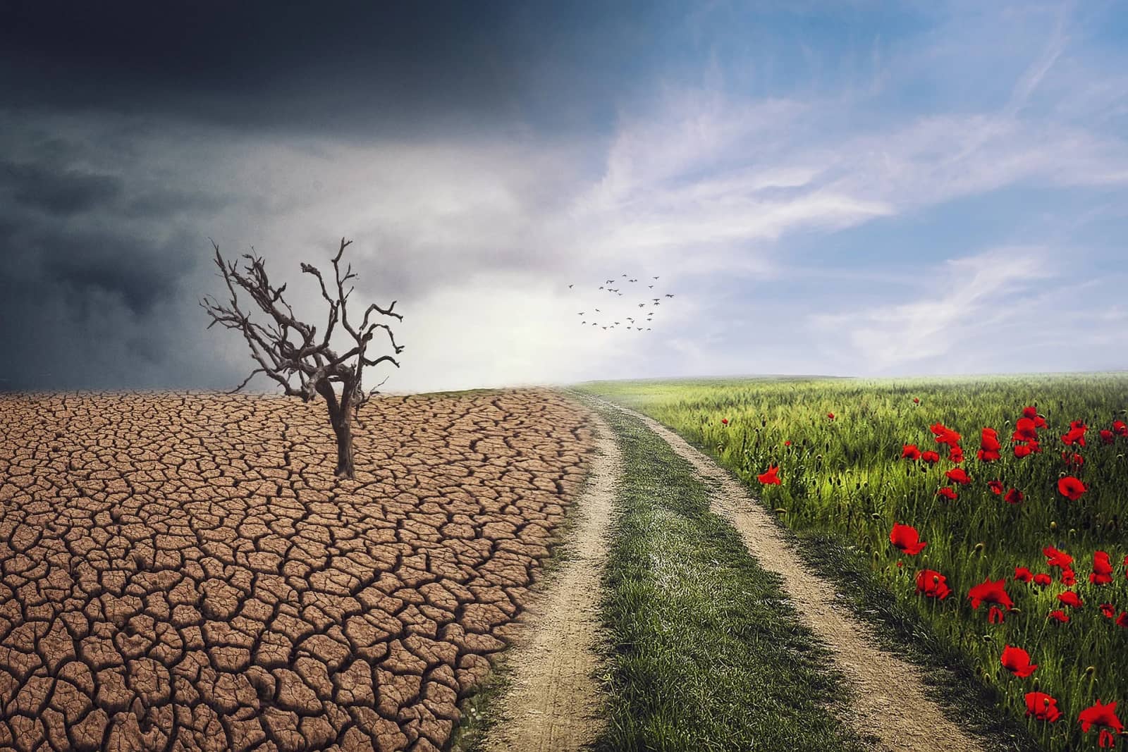 Debate Night: Climate change