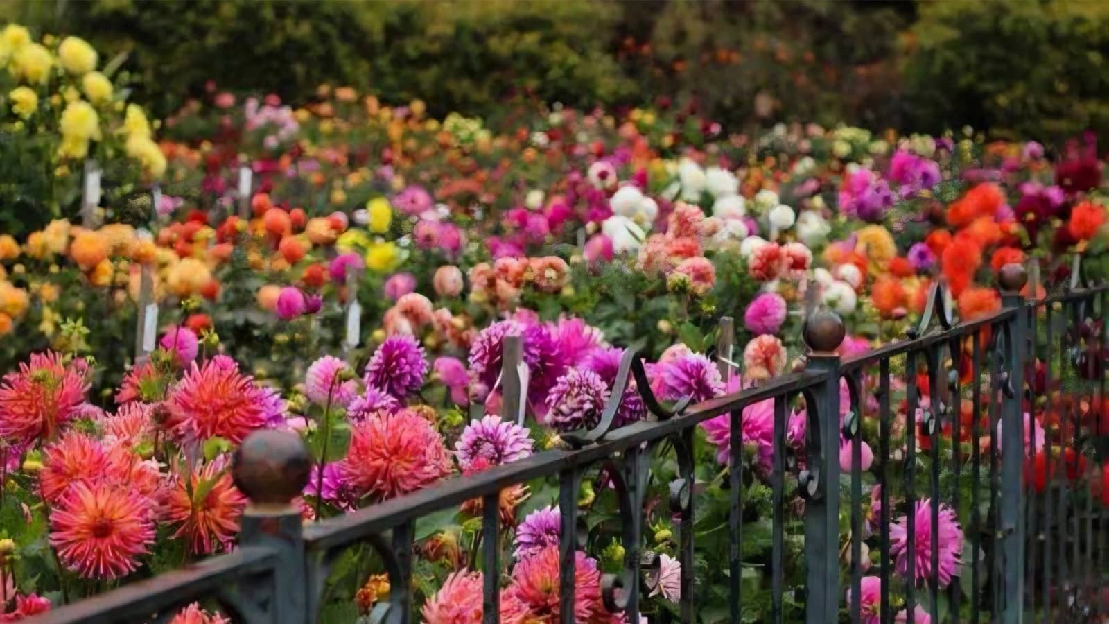 🌺  Dahlia Dell, Dahlia Show & Thai Lunch — Golden Gate Park