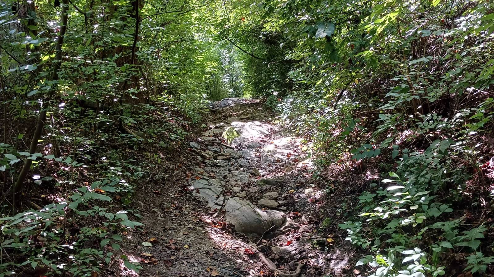Hike some smaller trails at Pennypack Park (5 miles)