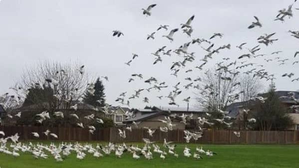 Walk in Richmond - Terra Nova/Sea Island - YVR South Terminal & Dykes