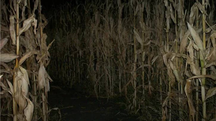 Corn Maze & Bonfire at Night!