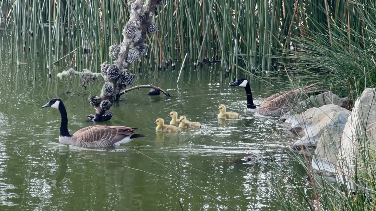 Want to paint water reflections,  trees or wild life? Lake Merced is the place!