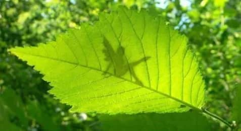Le Jardin des Plantes – « Entre Science et Mystère »