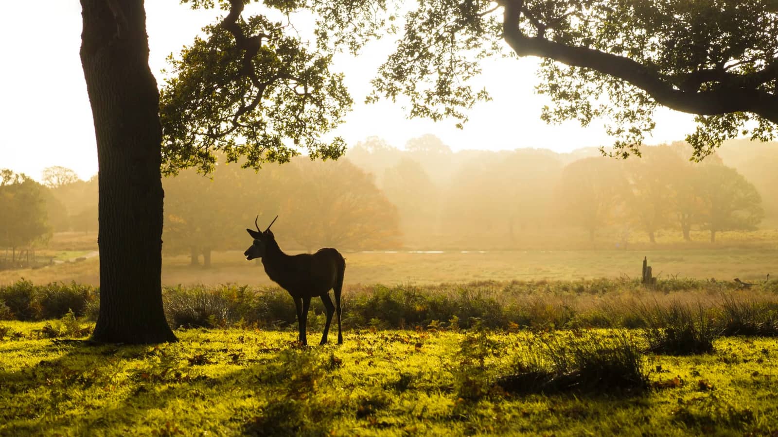 FREE Walk - Richmond Riverside & Park Walk