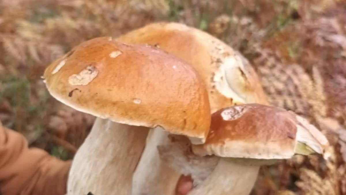 NEW ROUTE: Chestnut and mushroom hunt in the forest of Fontainebleu