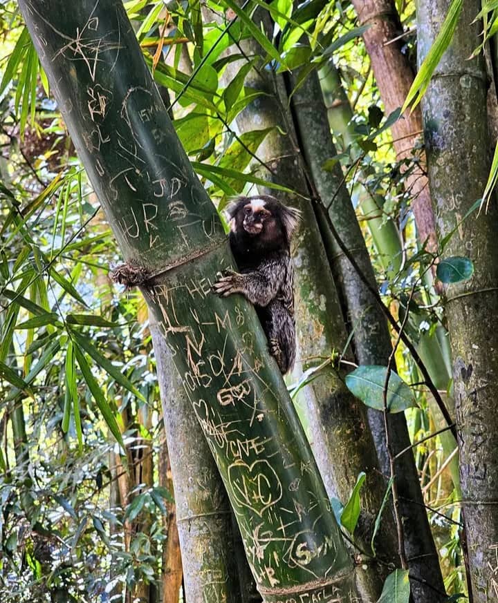 🏞 PIC NIC NO HORTO FLORESTAL (PORTÃO 1) 🐒
