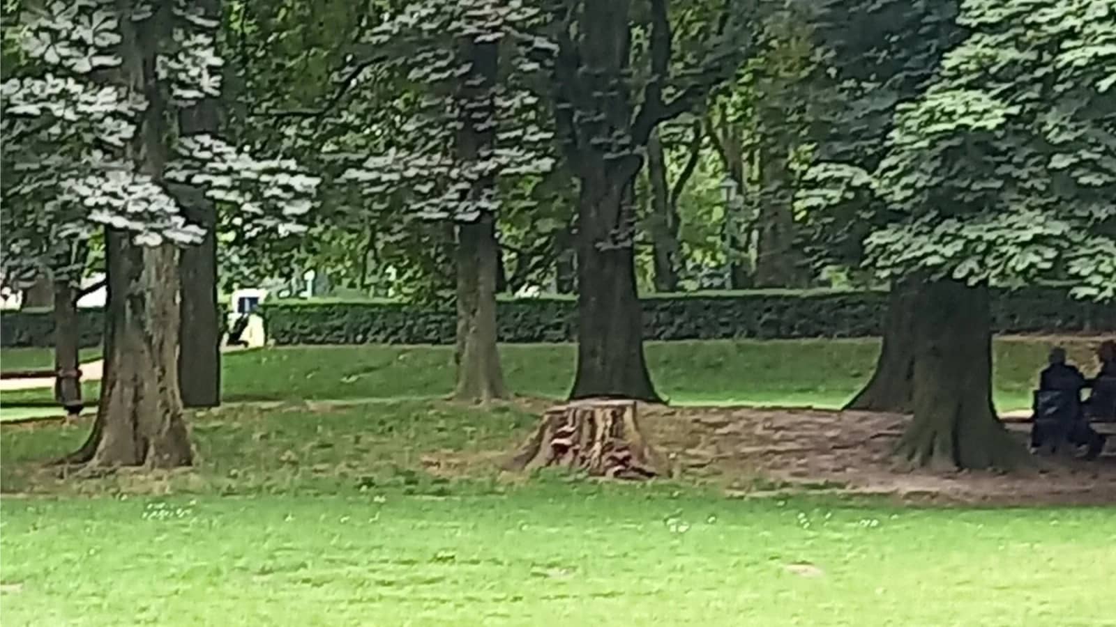 Claddagh Toastmasters  Speakers Corner  in the Park Meeting