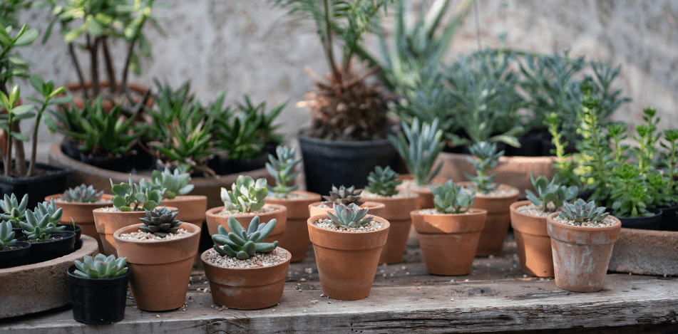Social: Plant Swap
