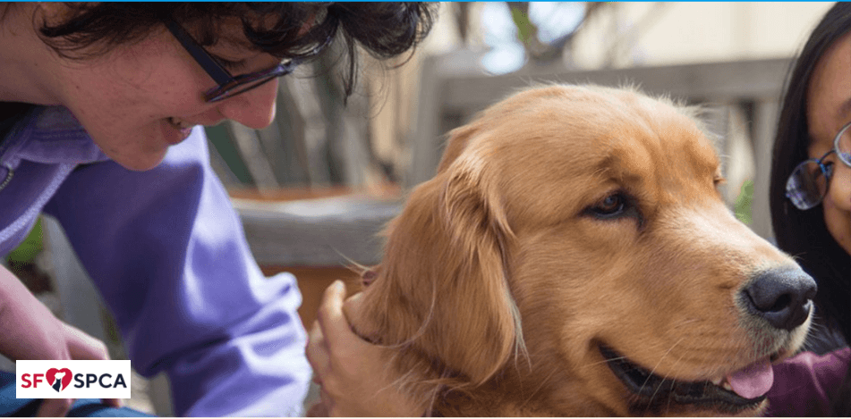 Social: Therapy Pets at the Library