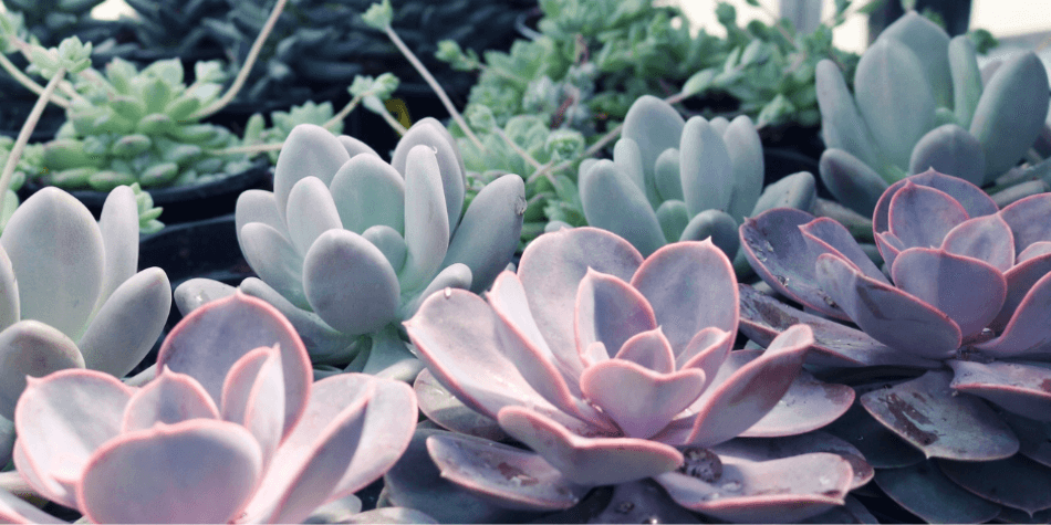 Social: Plant Swap