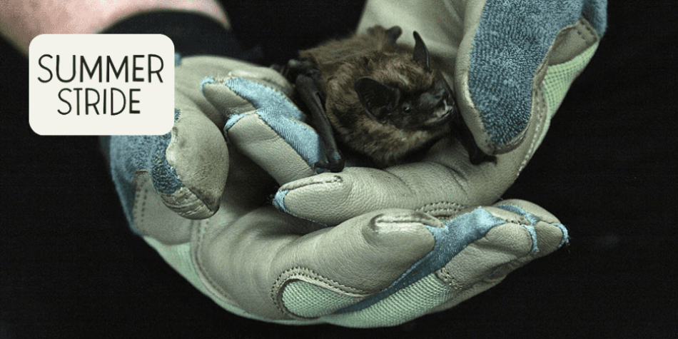 Presentation: A Bit About Bats with NorCal Bats
