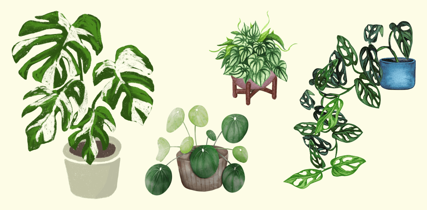 Social: Plant Swap