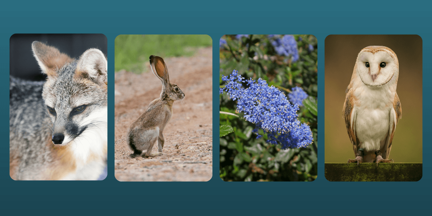 Presentation: Cohabitating with Wildlife in The Bay