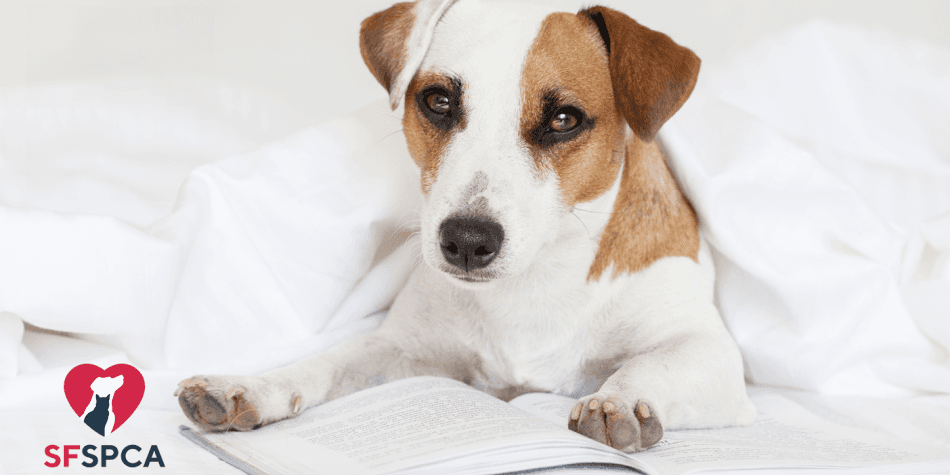 Activity: Dog Reading Circle