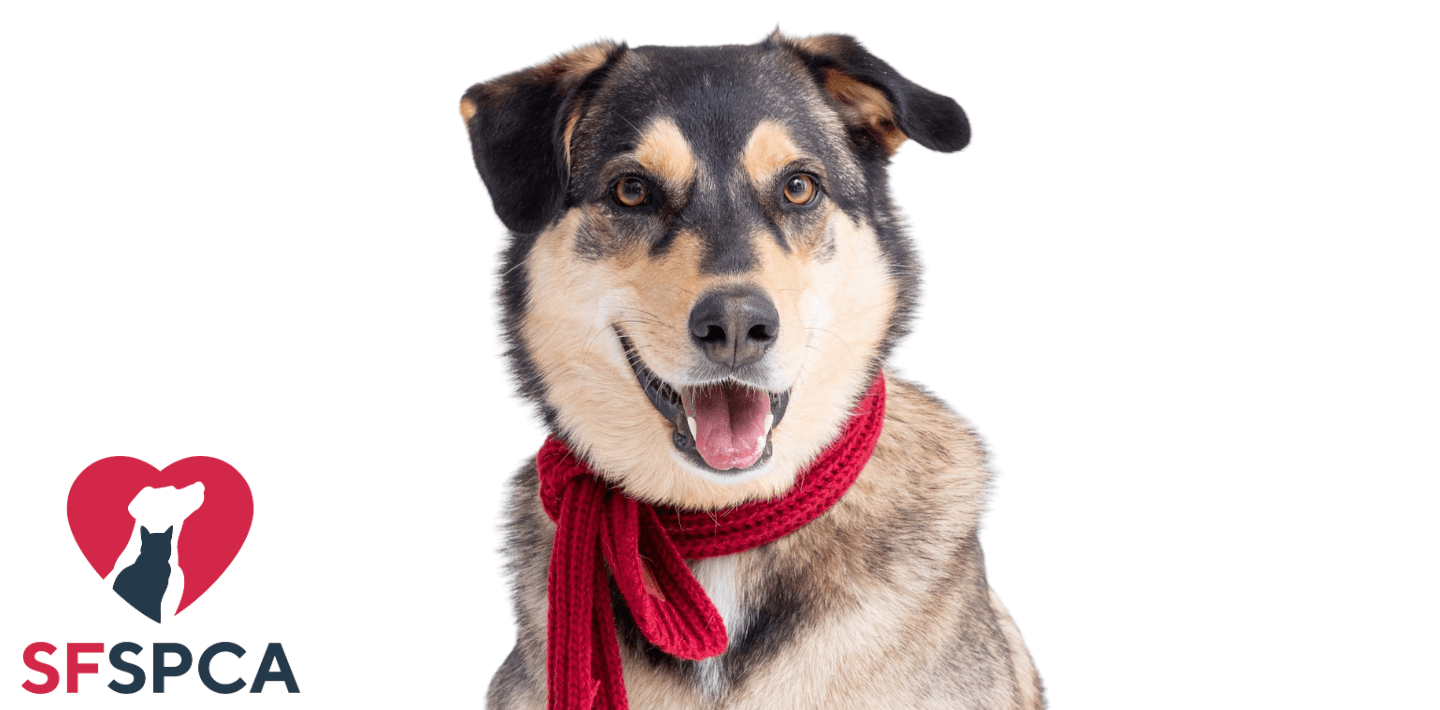 Activity: Puppy Dog Tales