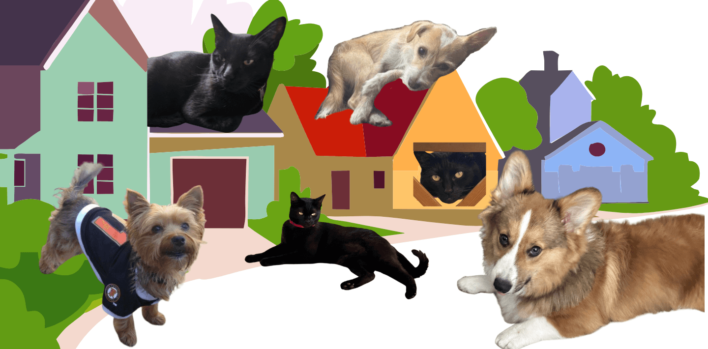 Social: Walking Pet Tour