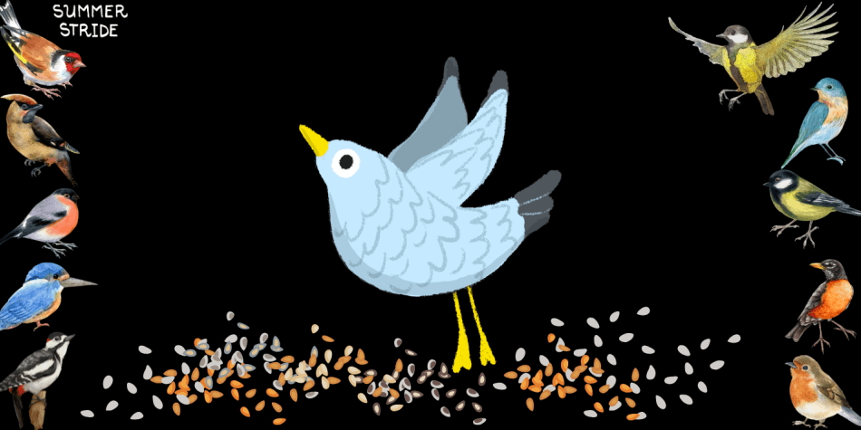 Workshop: Birds in Nature with Pavitra Eshwar