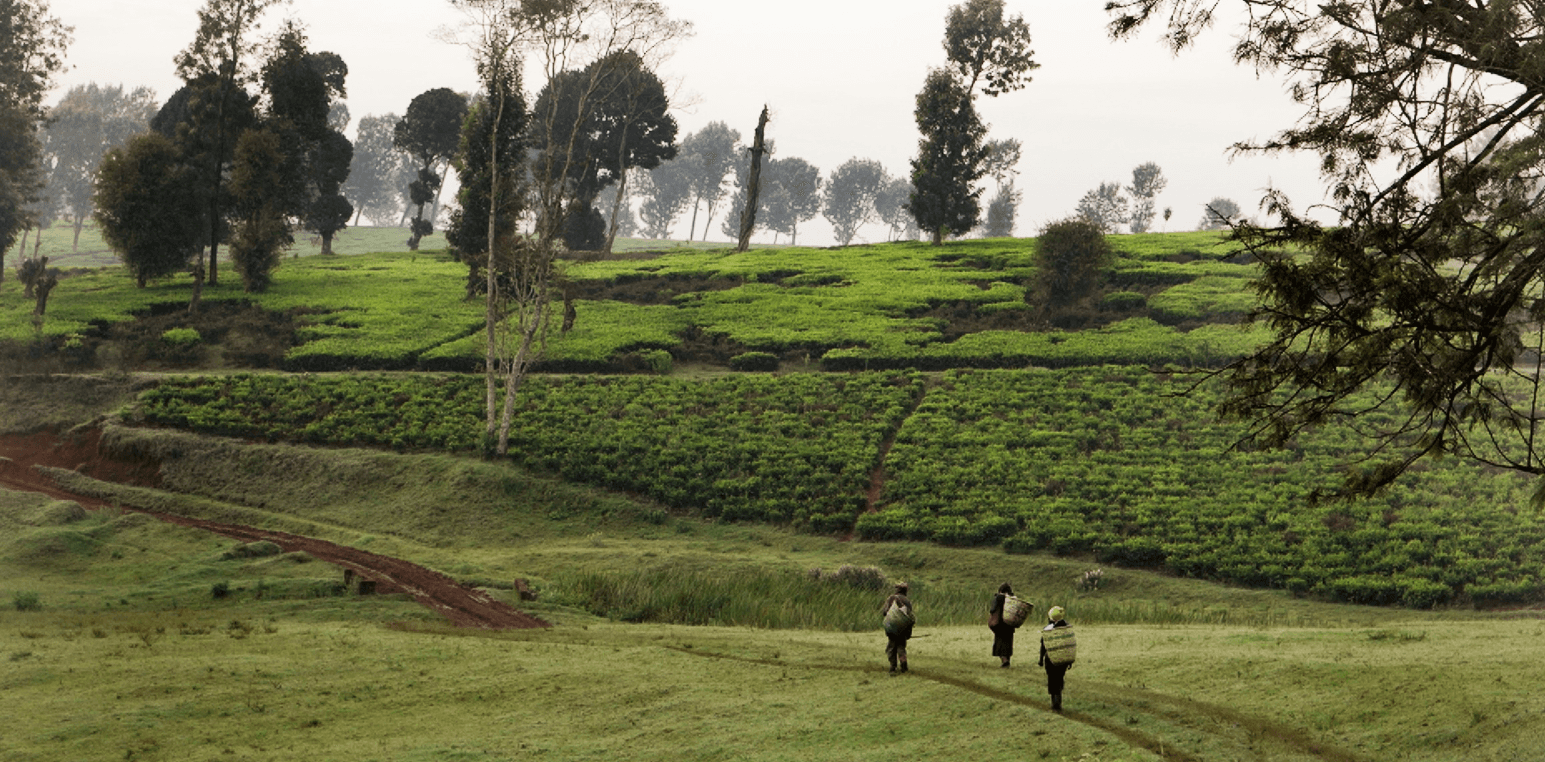Film: Kikuyu Land