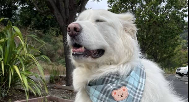 Social: Pet Therapy at the Library