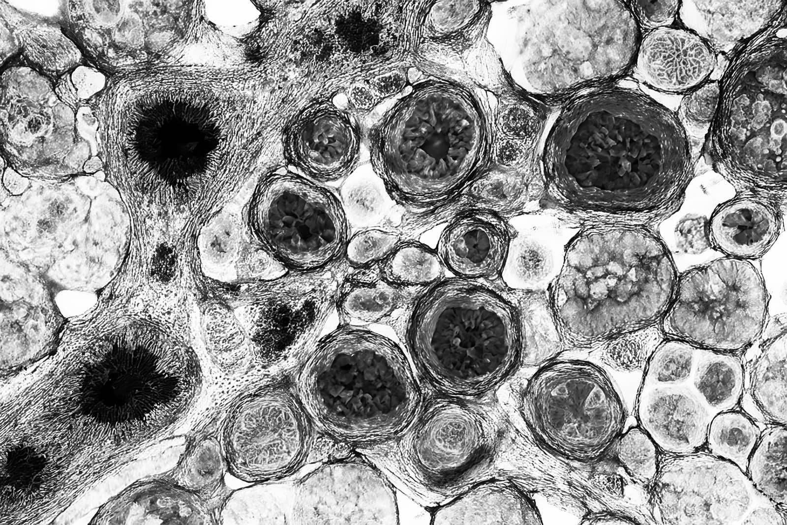 Los virus, héroes y villanos
