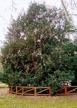 Senda guiada 'Las maravillas del Retiro'