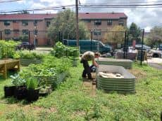 Volunteer Workday: Howard Garden