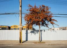 New Dendrology at the Arsenal Gallery