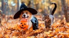 Little Bay Park- Halloween Pooch Parade