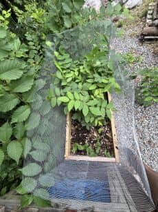 Air Pruned Raised Beds 102