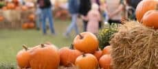 Fall Festival with Councilmember Vernikov