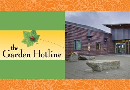Garden Hotline Presents: Growing Oyster Mushrooms