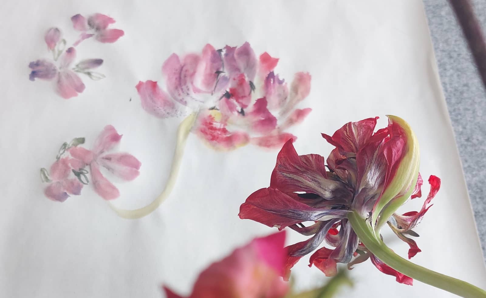 Colours of Flowers