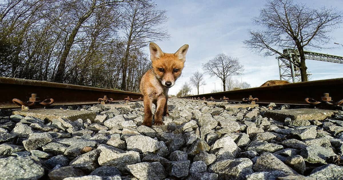 Amsterdam Wildlife