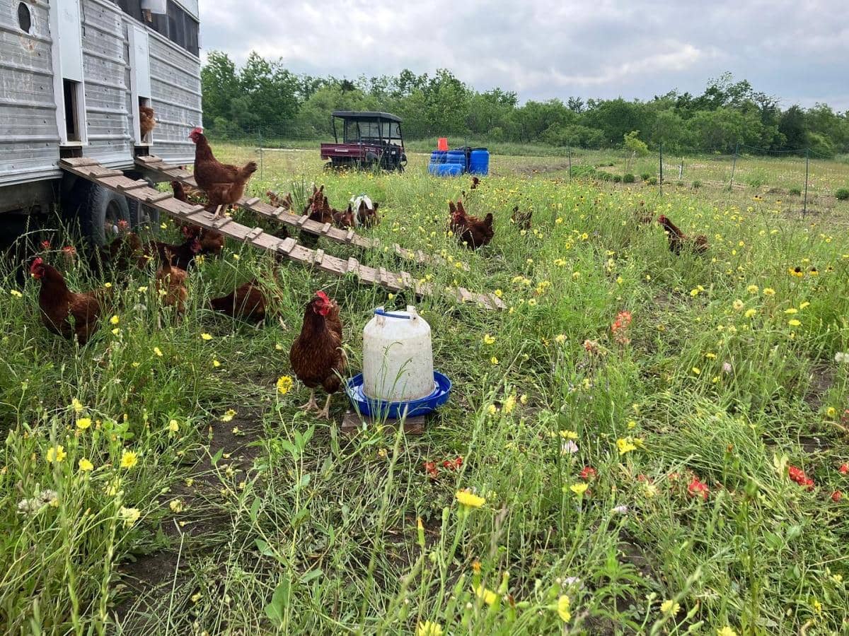 Weaving History in the Blackland Prairie