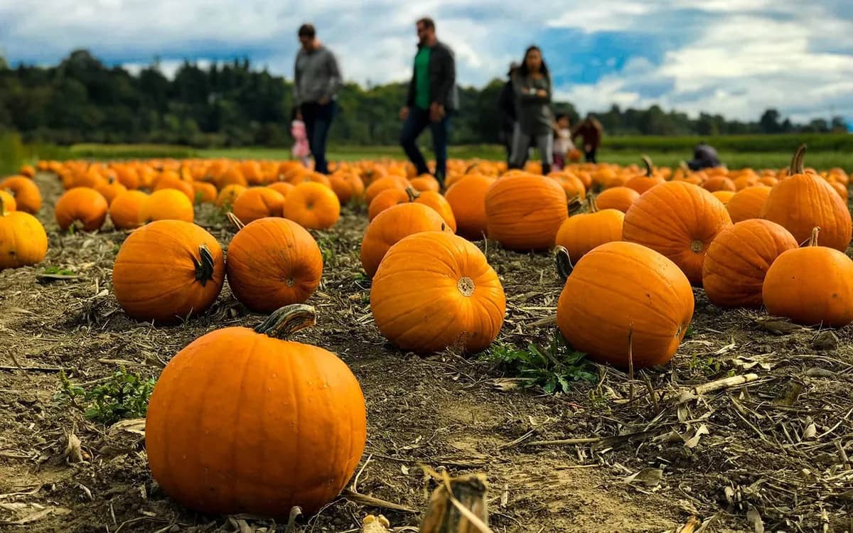 Pumkin Patch & Pearls